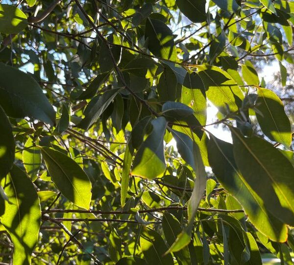 A close up photo of Australian native gum tree leaves with the sun shining through them.